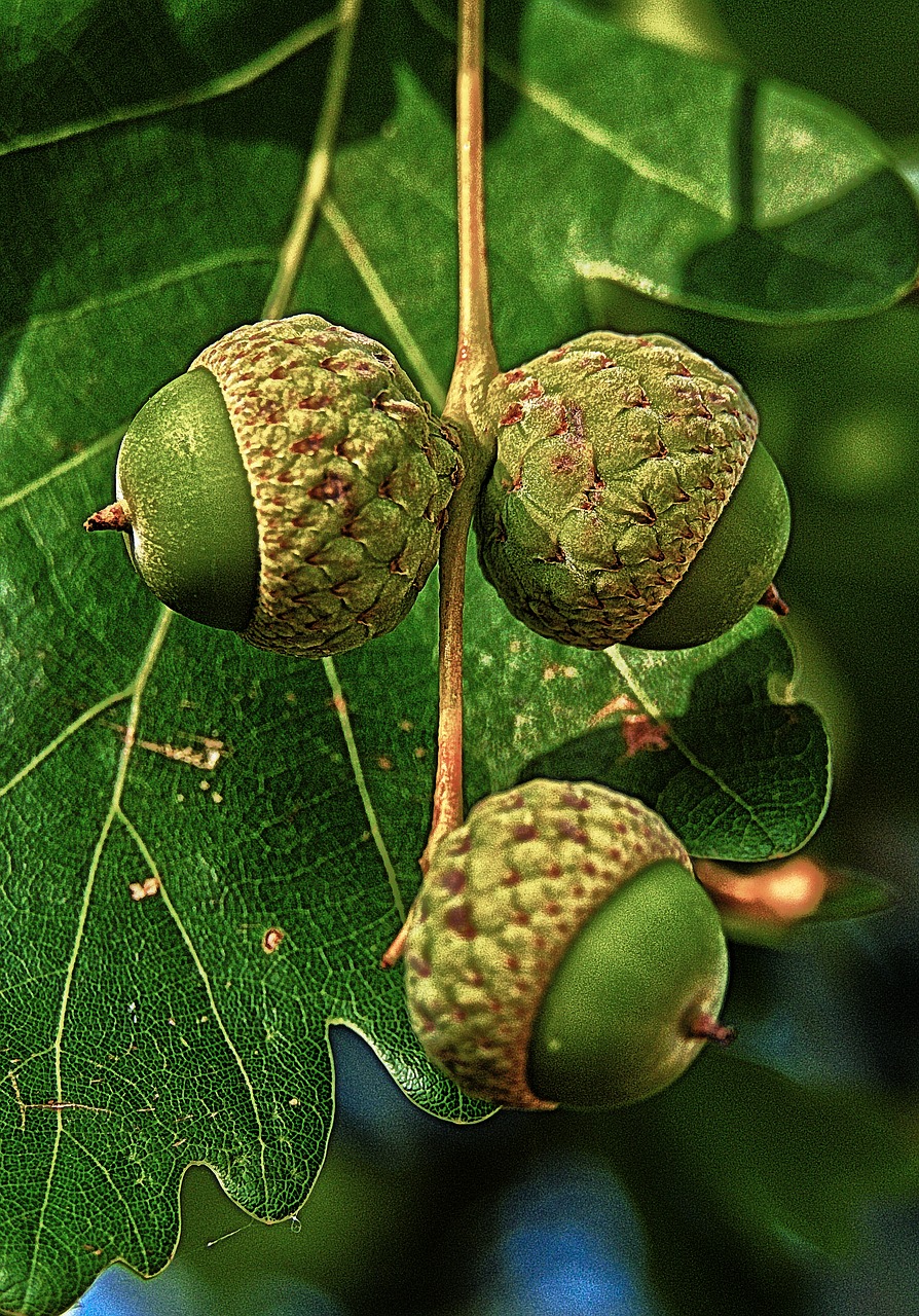 oak  acorns  fruit free photo