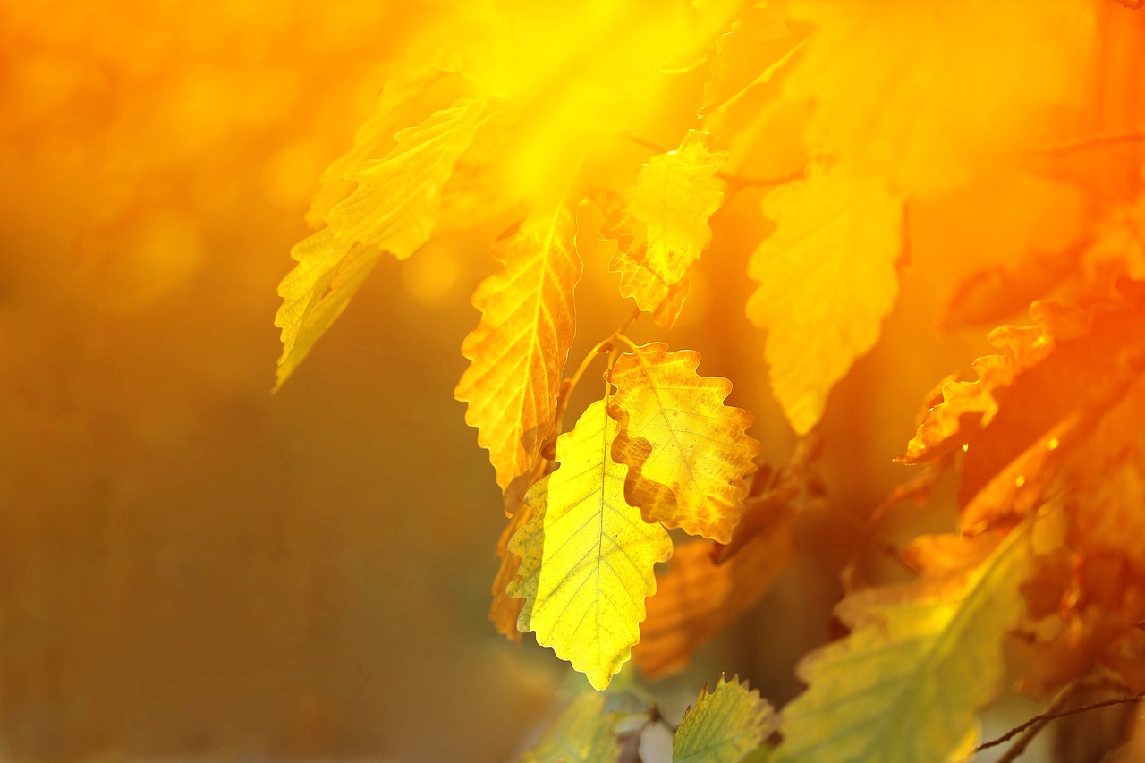 oak  leaves  yellow free photo