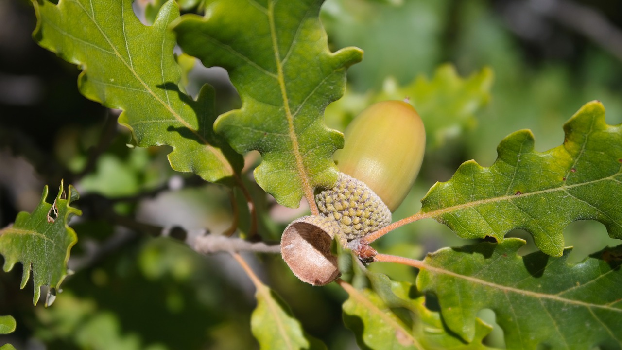 oak  acorn  forest free photo