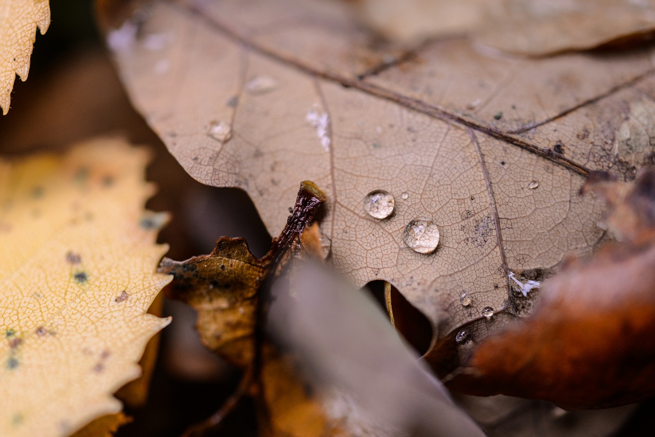 oak  leaf  drop free photo