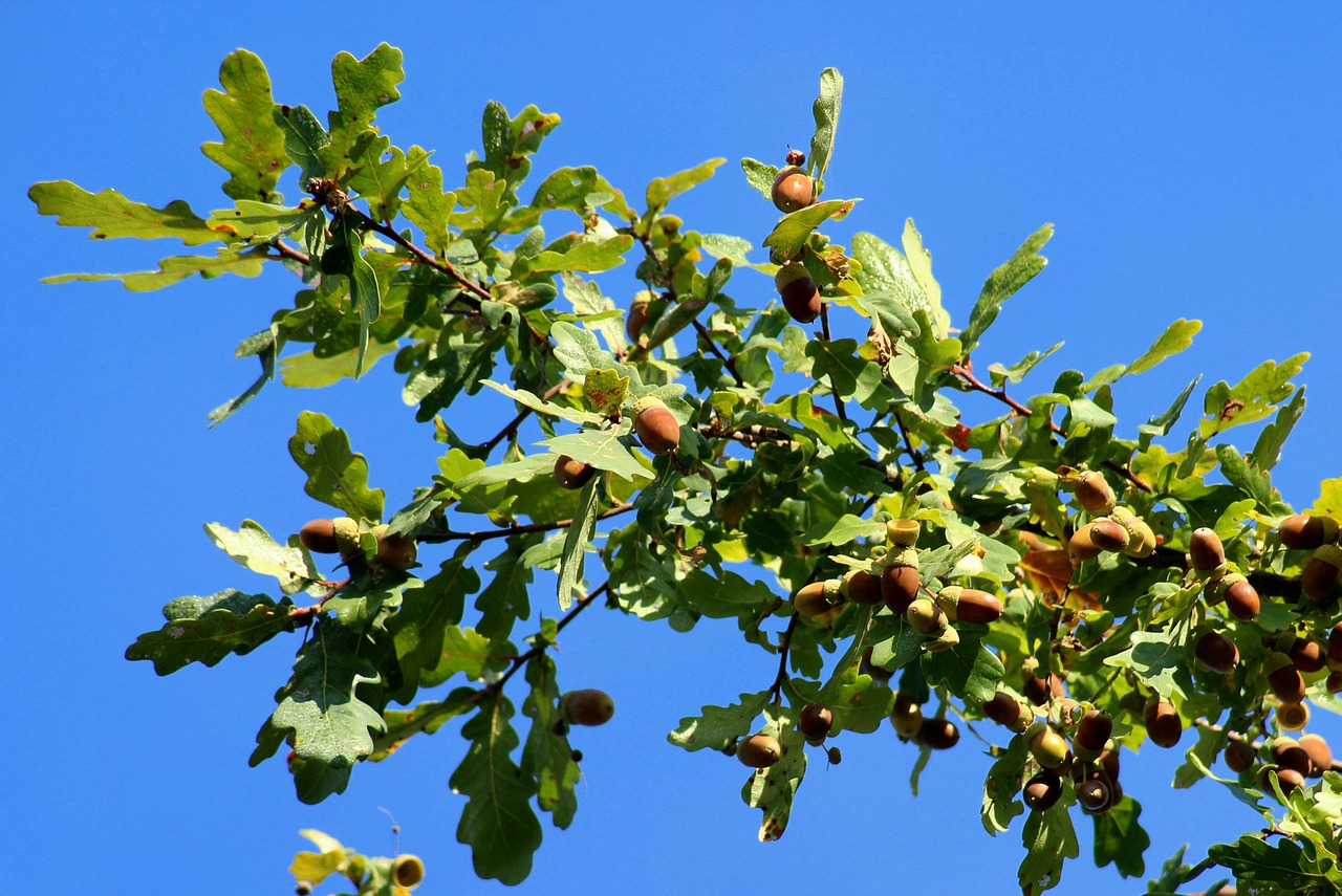oak  acorns  branch free photo