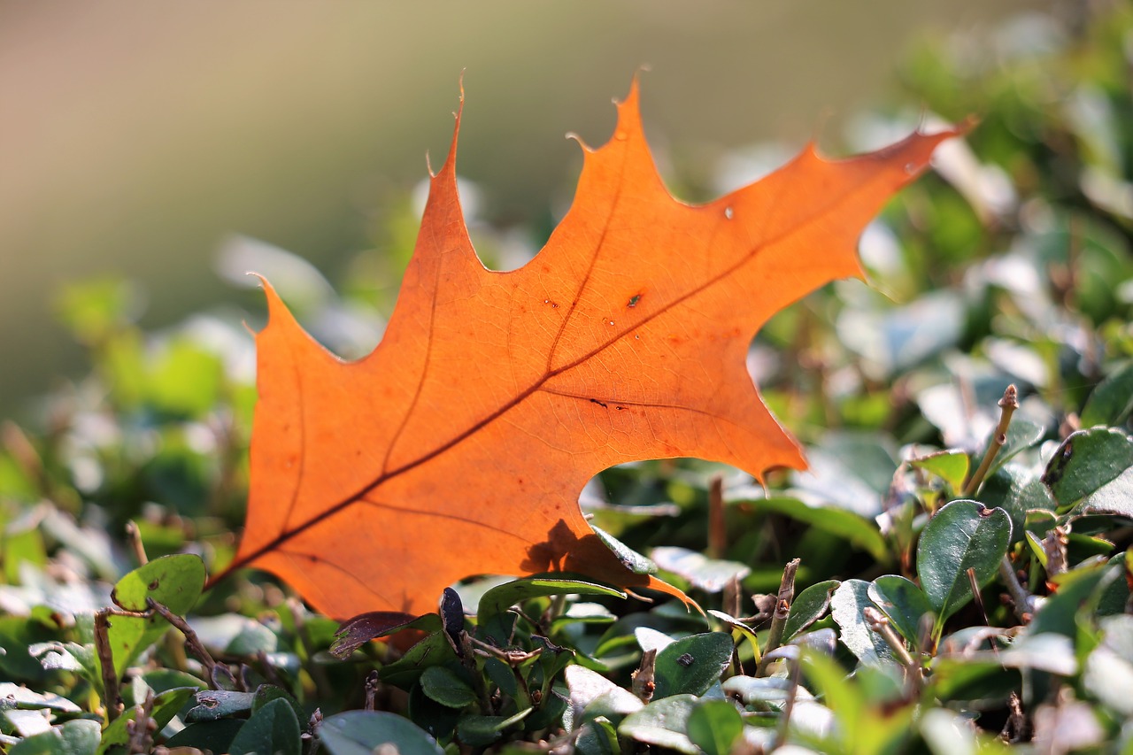 oak  quercus  leaf free photo