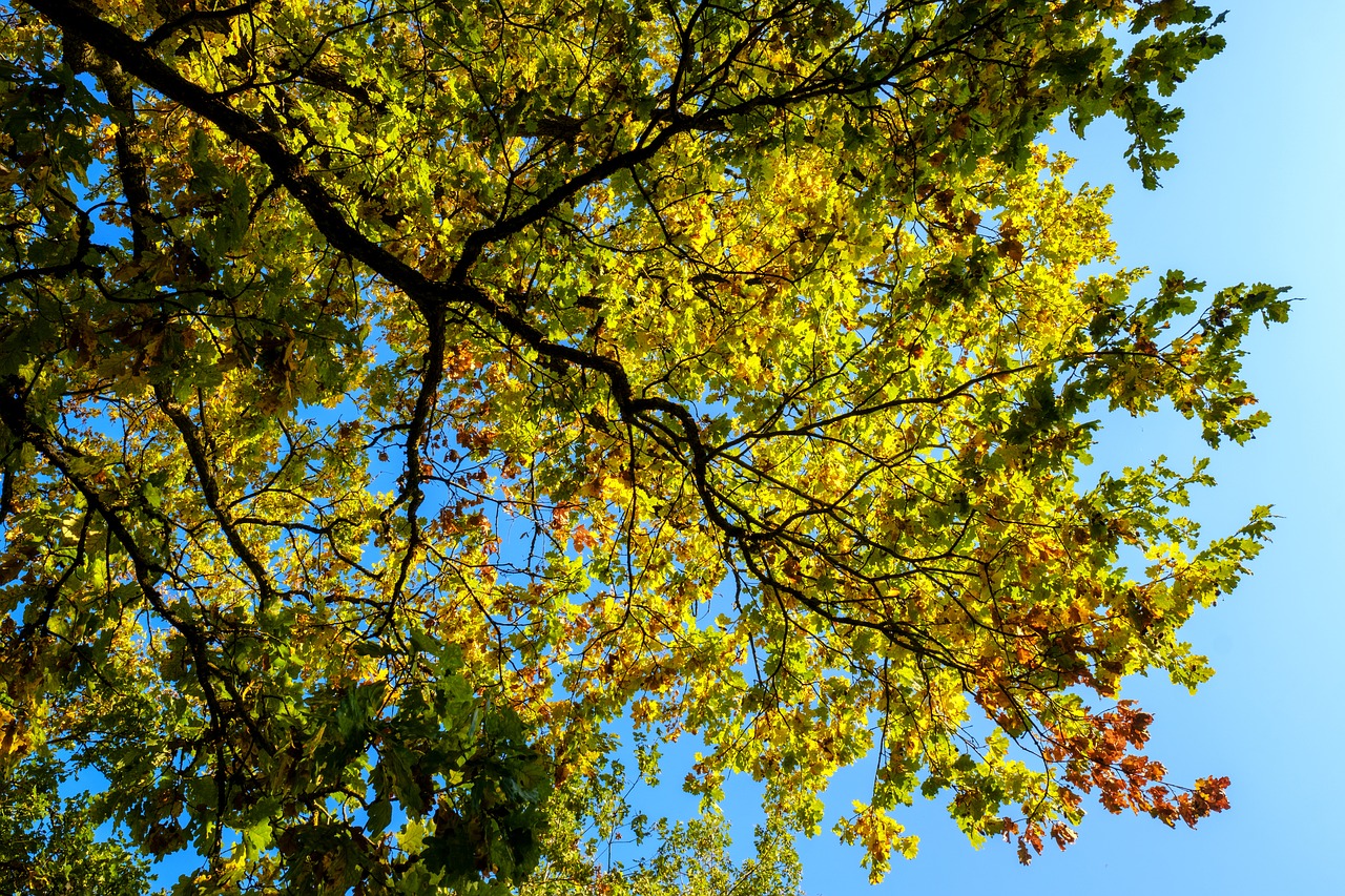 oak  tree  leaves free photo