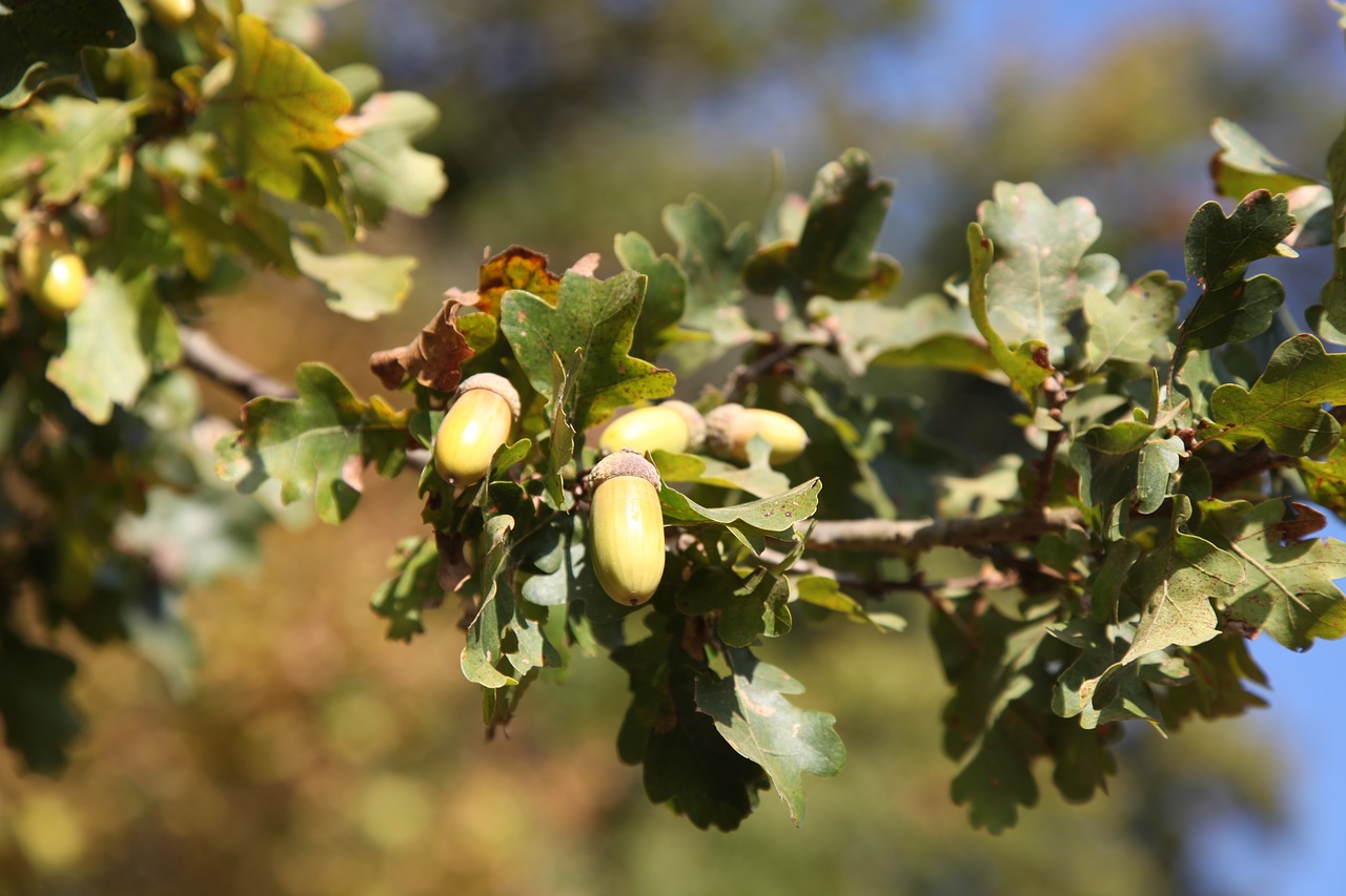 oak  acorns  fall free photo