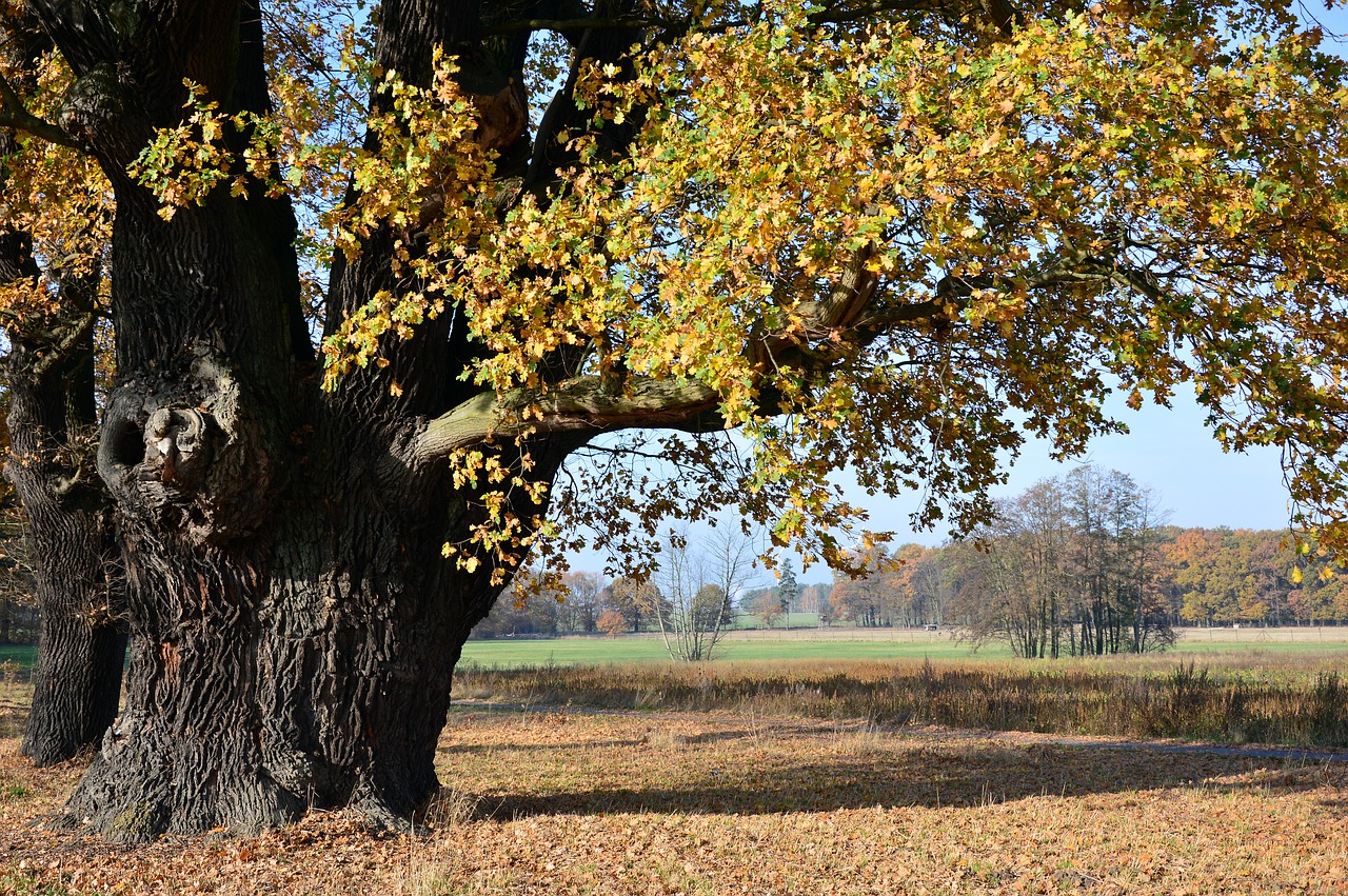 oak  deciduous tree  tree free photo