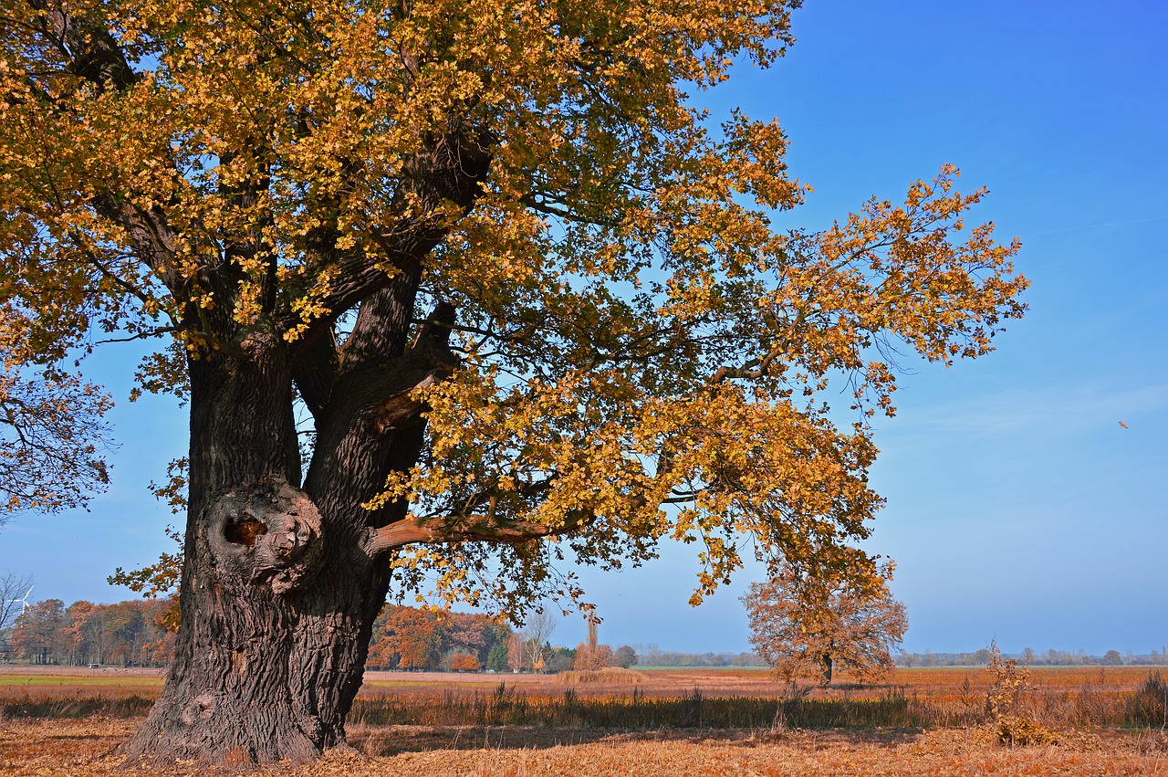 oak  tree  deciduous tree free photo