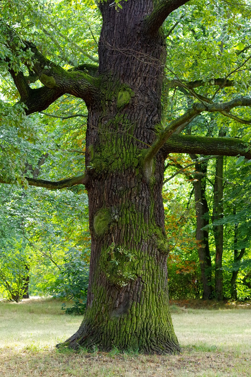 oak  tree  old free photo