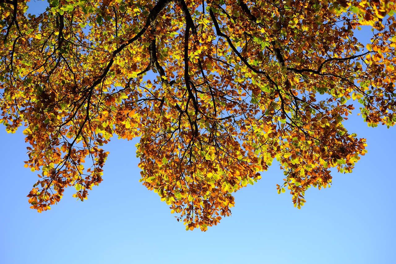 oak  oak leaves  leaf free photo