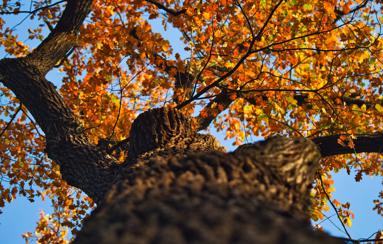 oak  autumn  leaves free photo