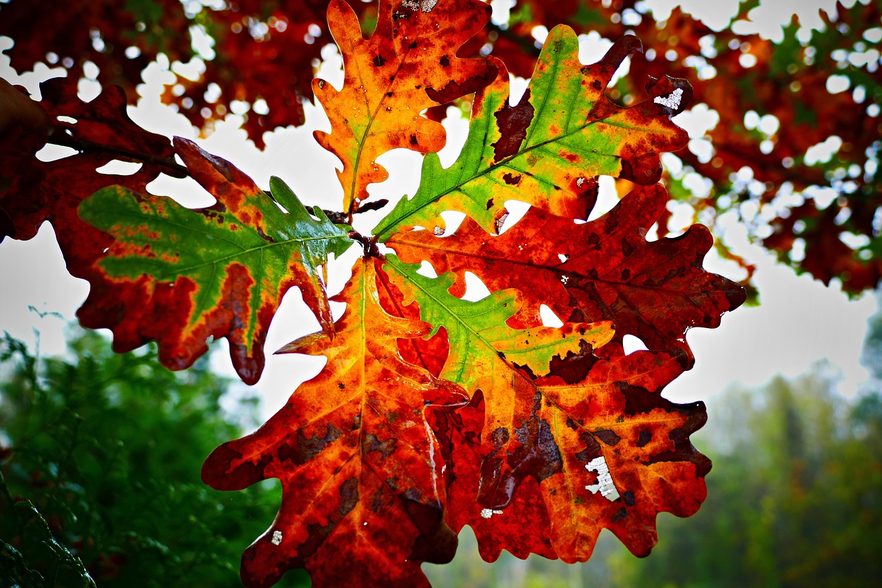 oak  letter  autumn free photo