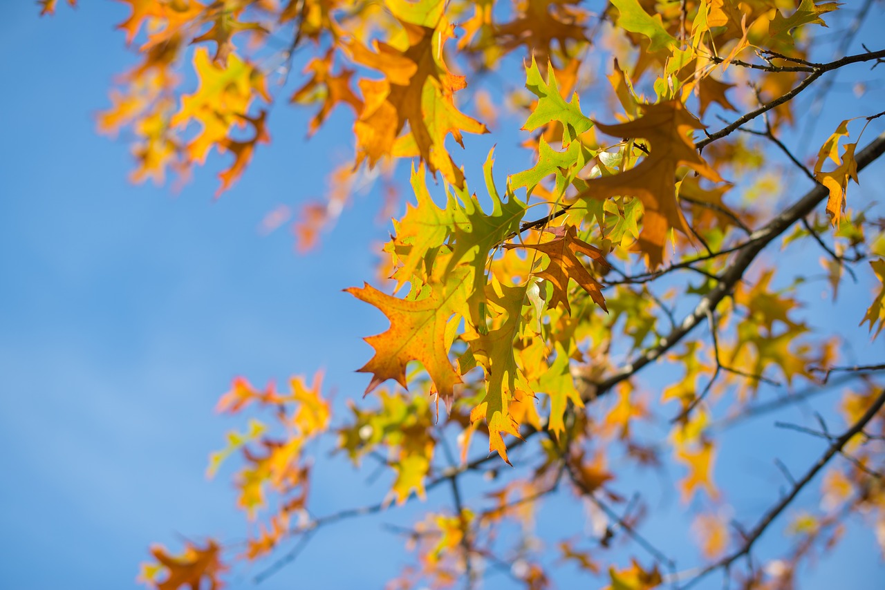 oak  leafs  fall free photo