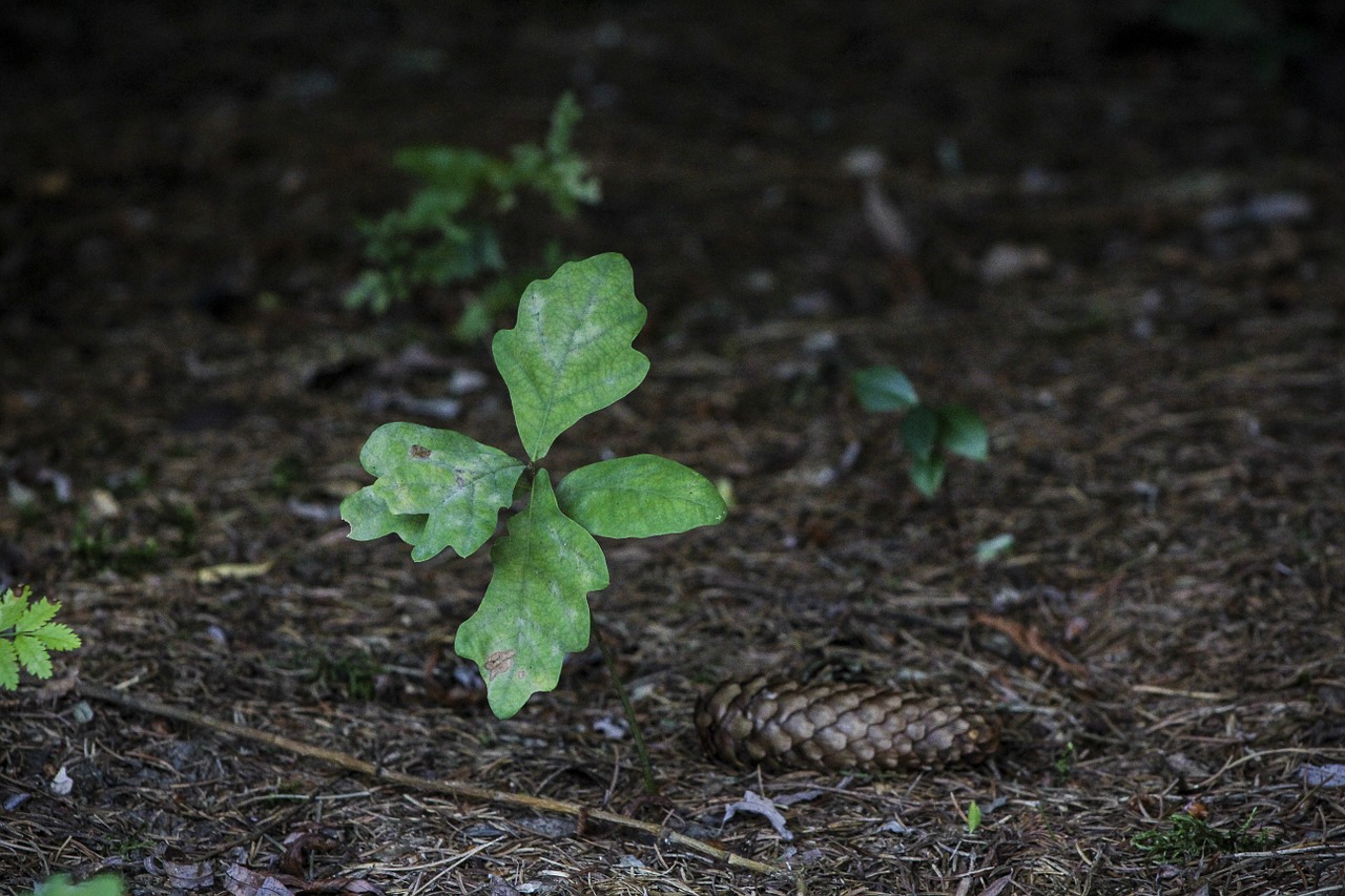 oak lands pine cone free photo