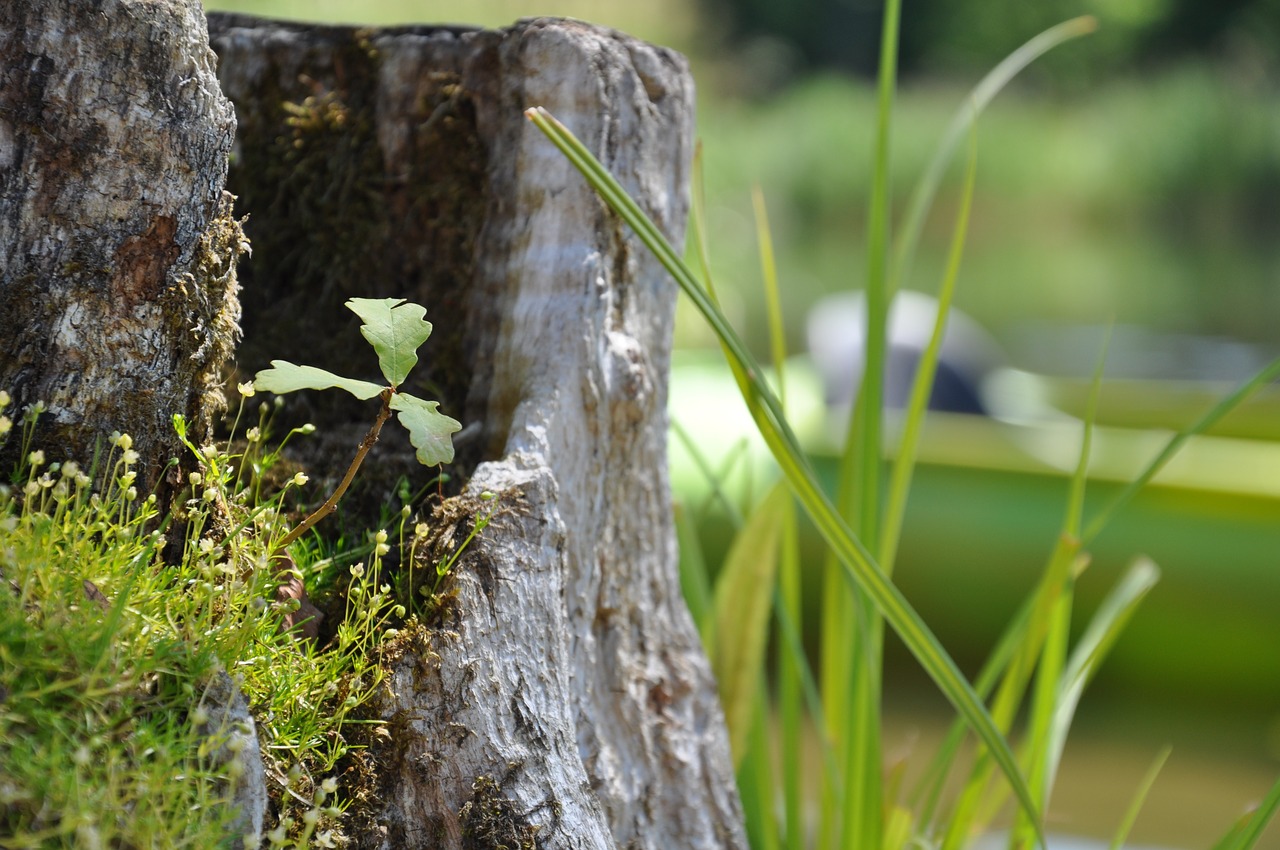 oak  moss  trunk free photo