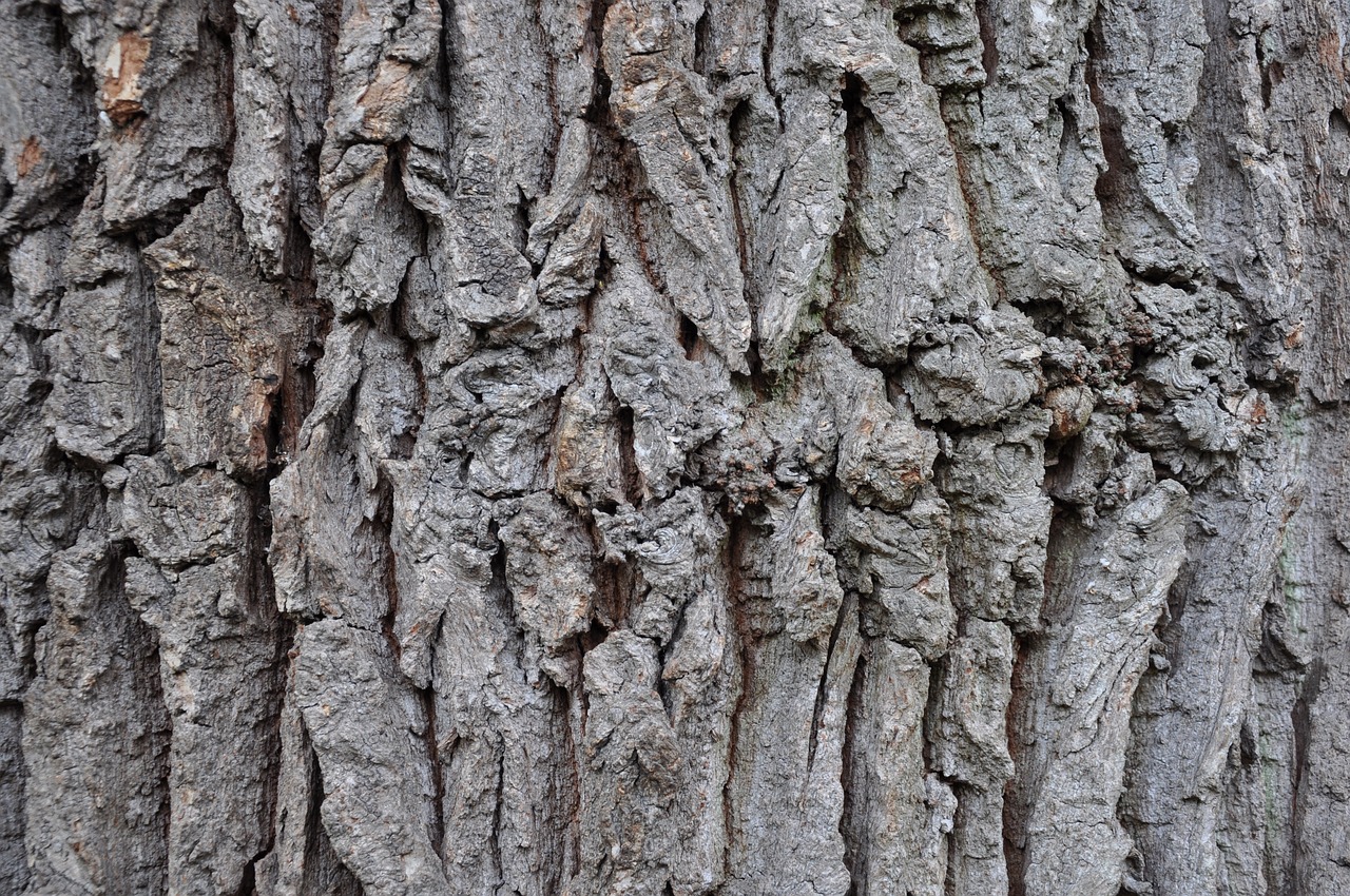 oak  bark  tribe free photo