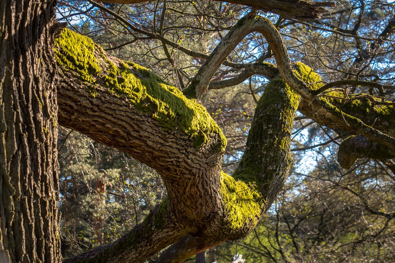 oak  moss  tree free photo