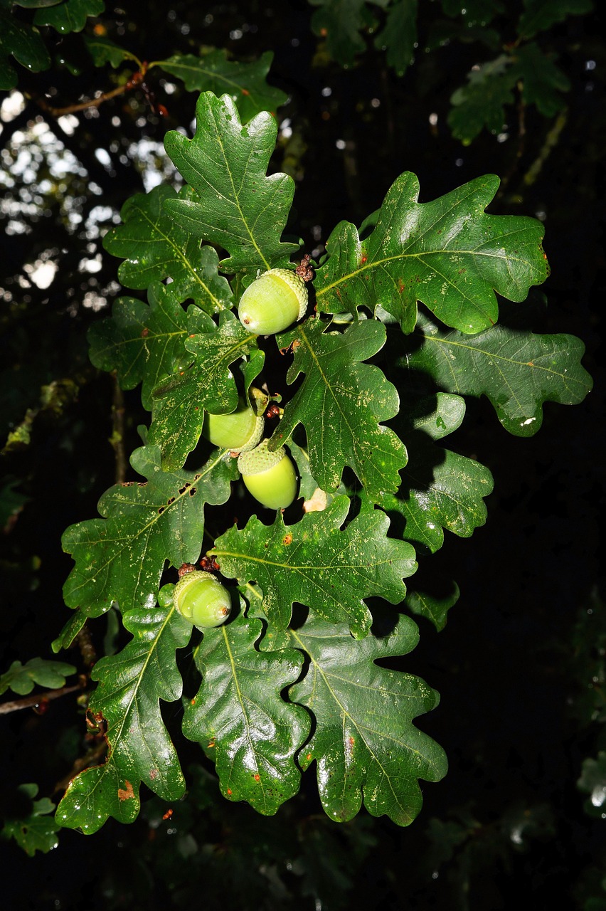 oak branch leaves free photo