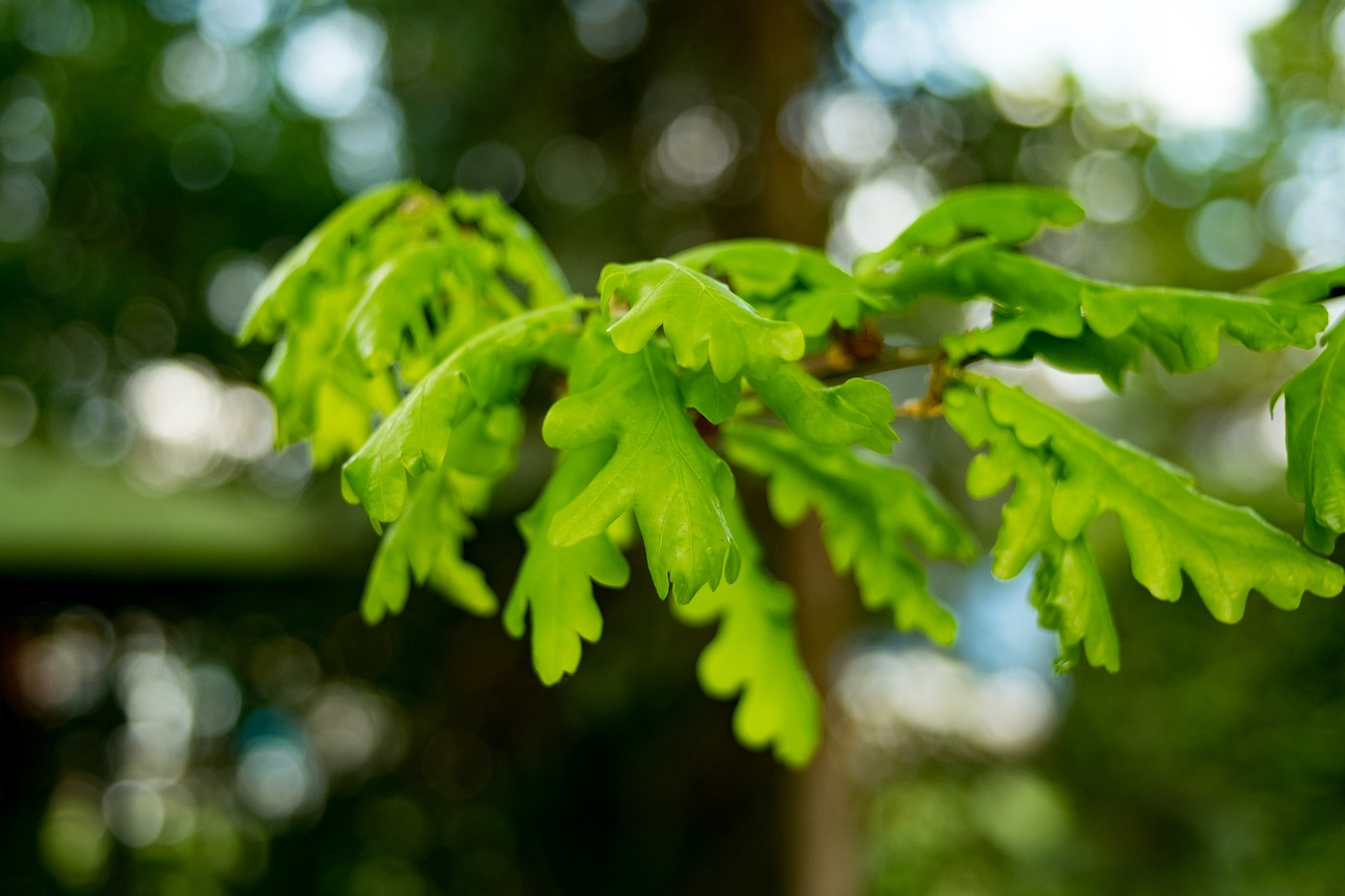 oak  foliage  spring free photo