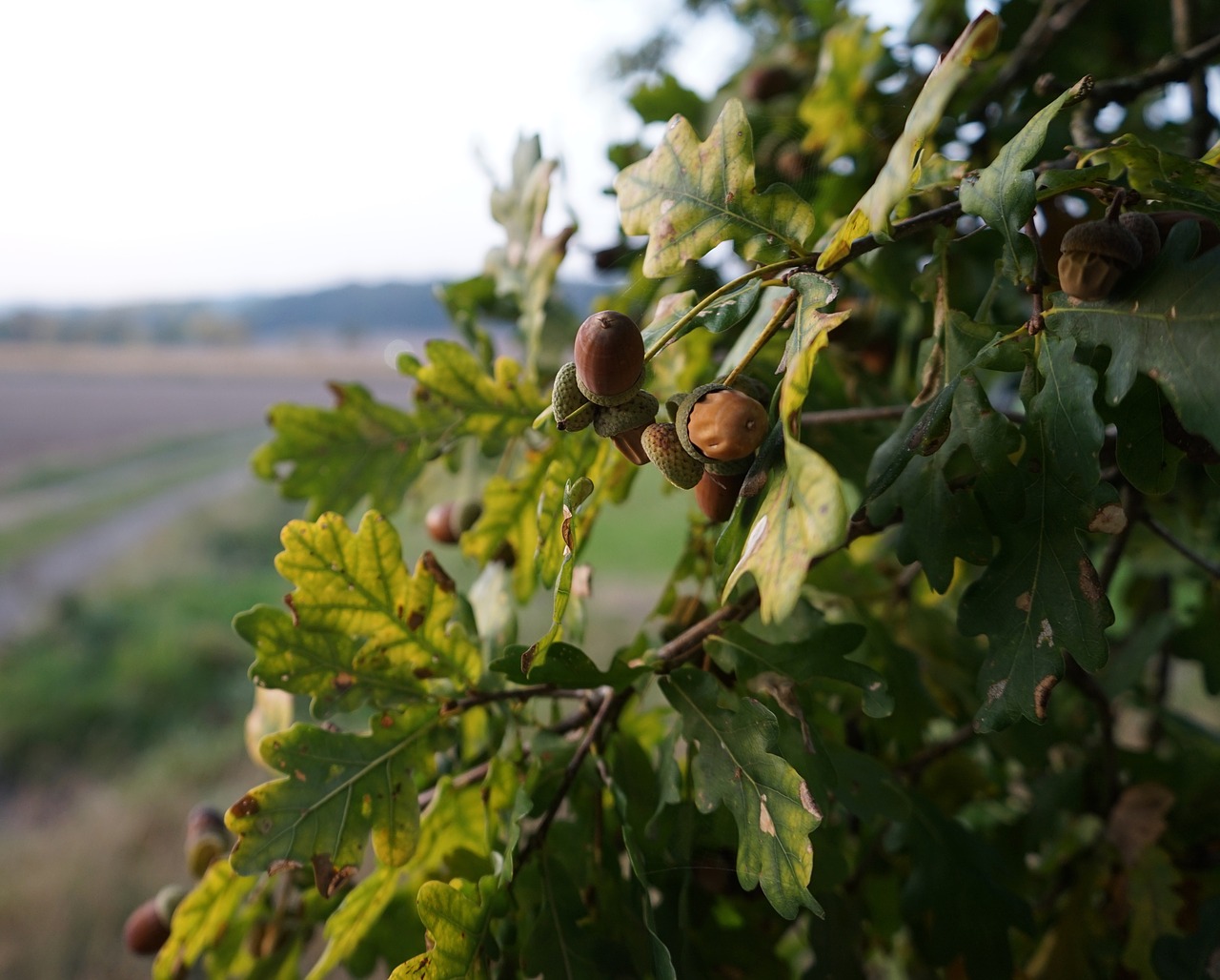 oak  acorns  forest free photo