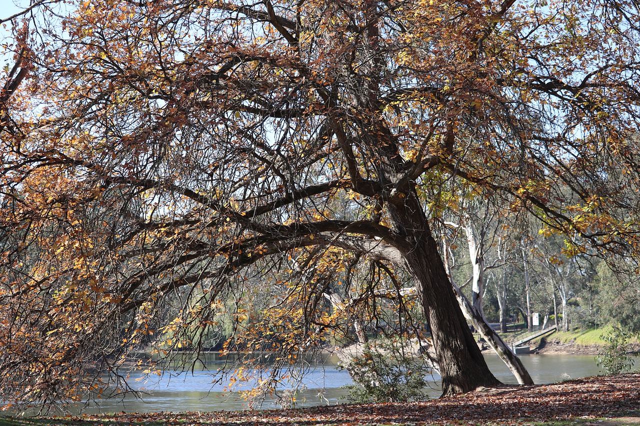 oak  tree  park free photo