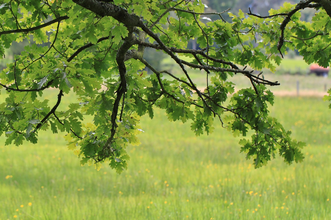 oak oak leaves leaves free photo