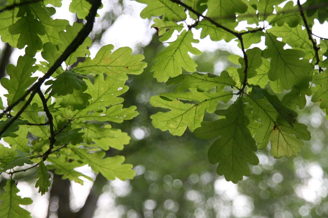 oak  leaf  green free photo