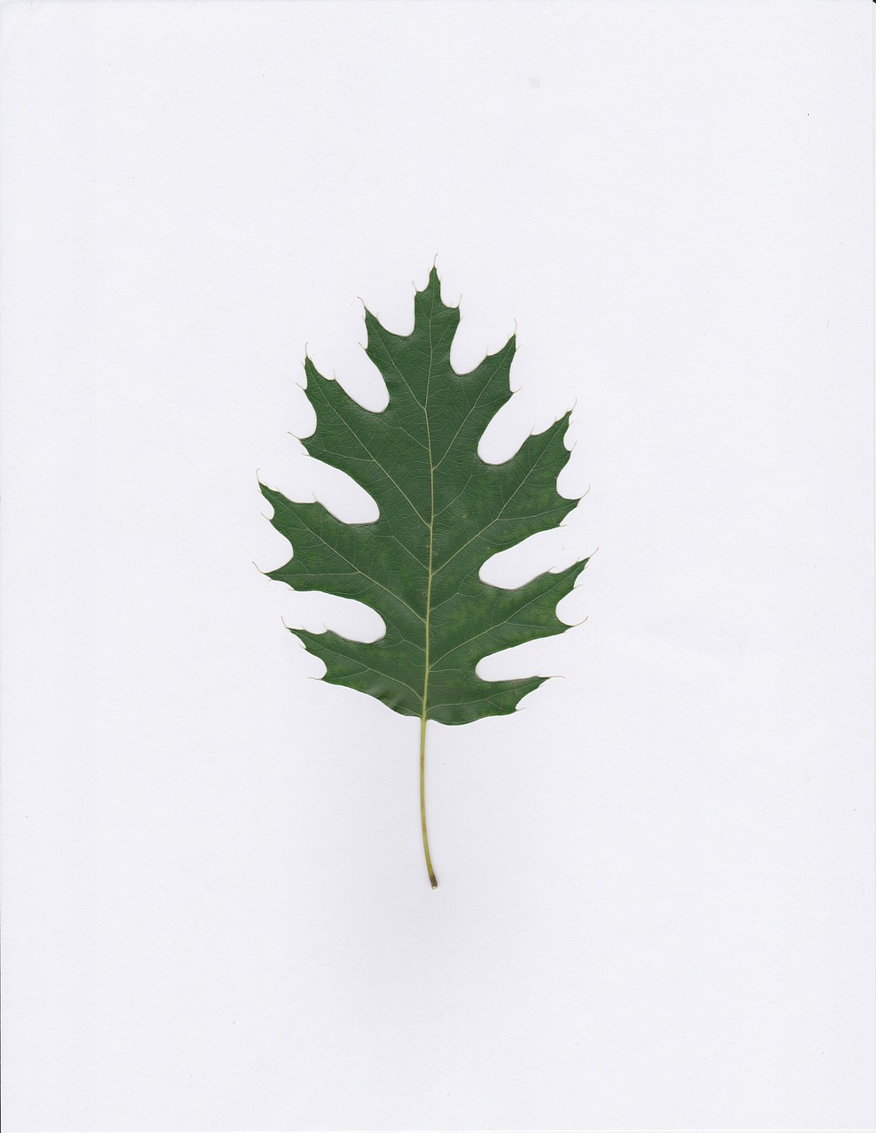 oak leaf green free photo