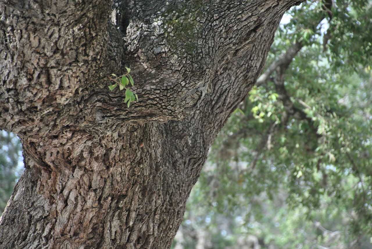 oak tree nature free photo
