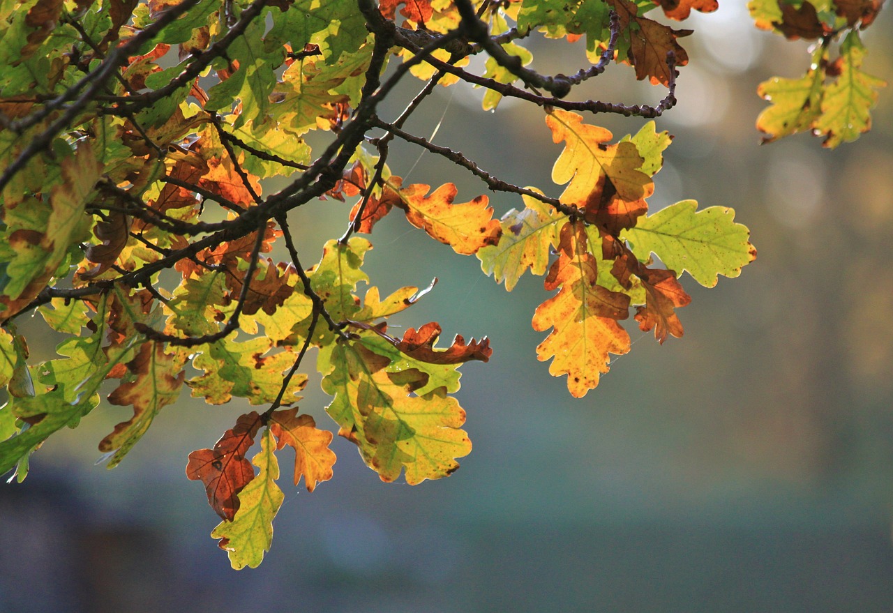 oak oak leaves fall foliage free photo