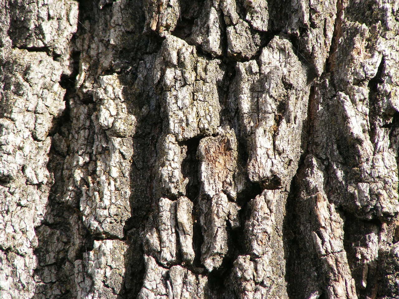 oak tree bark free photo
