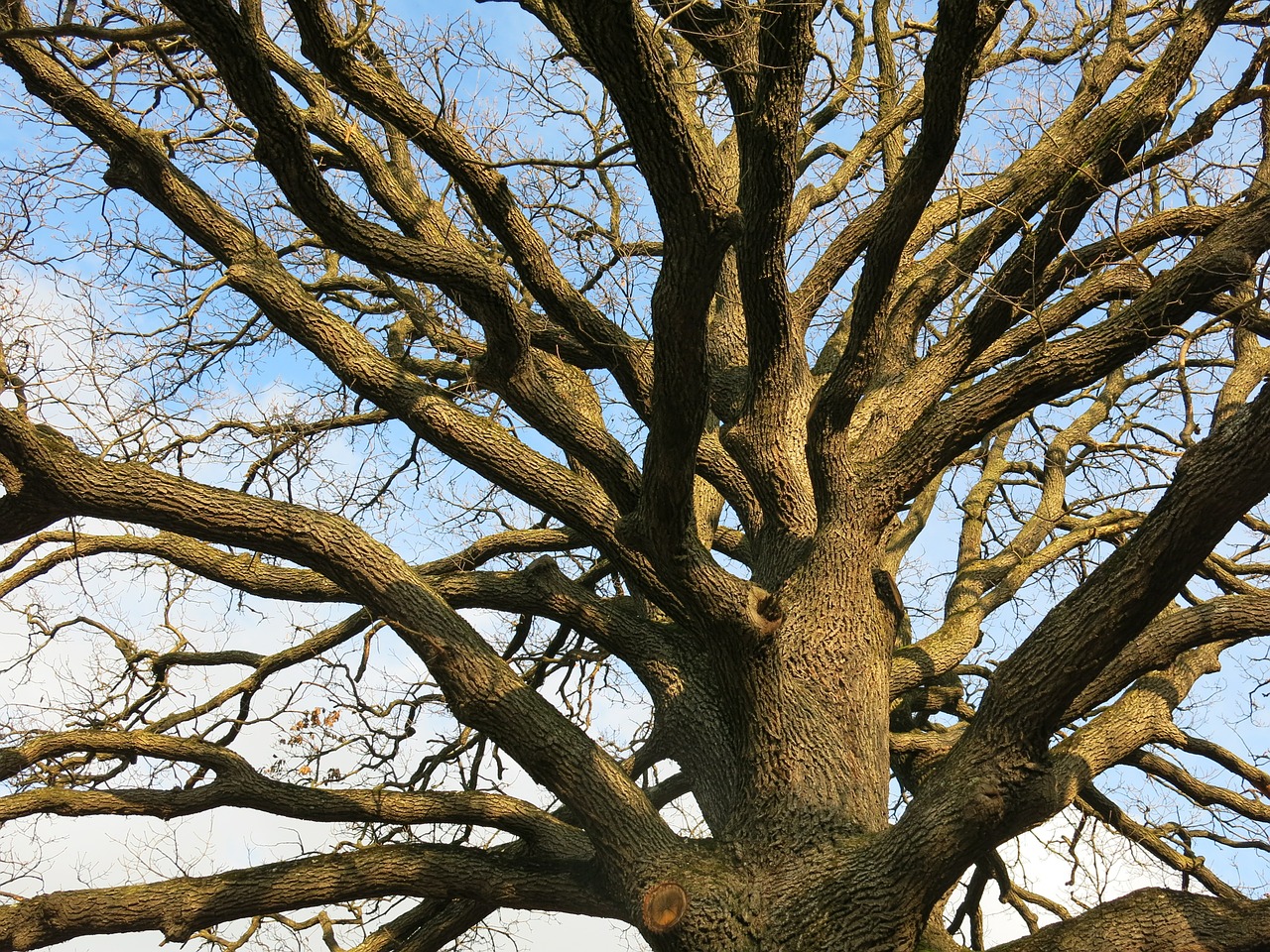 oak tree old free photo