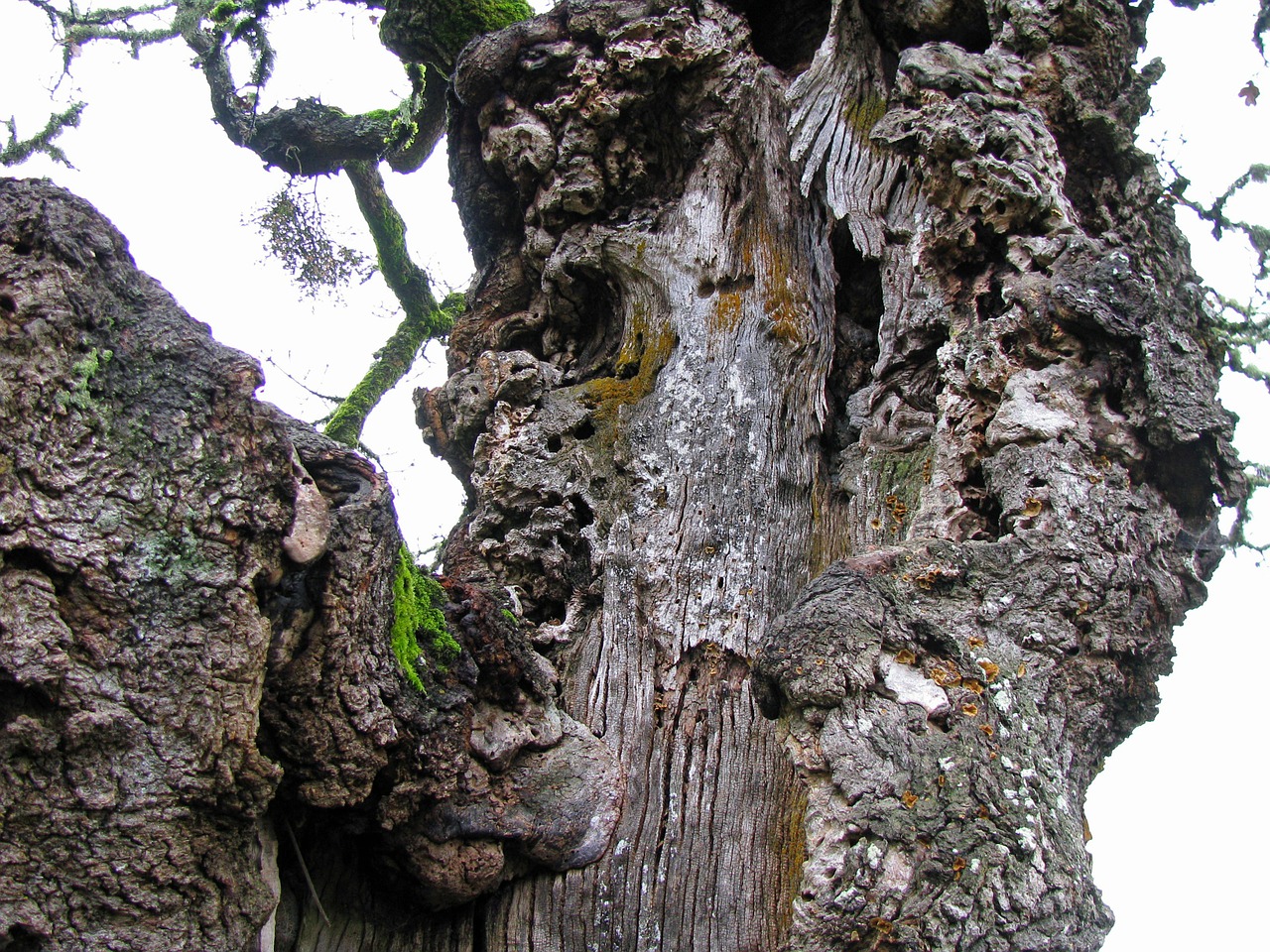 oak tree gnarled free photo