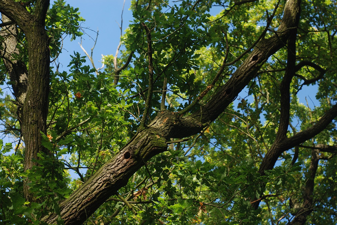 oak tree branches free photo