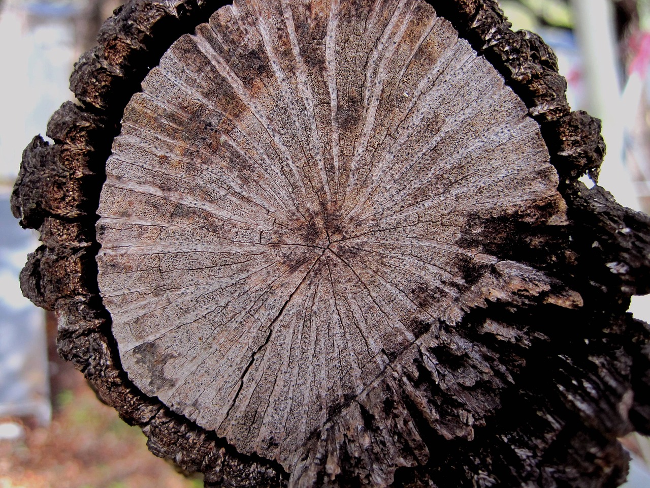 oak timber wood free photo