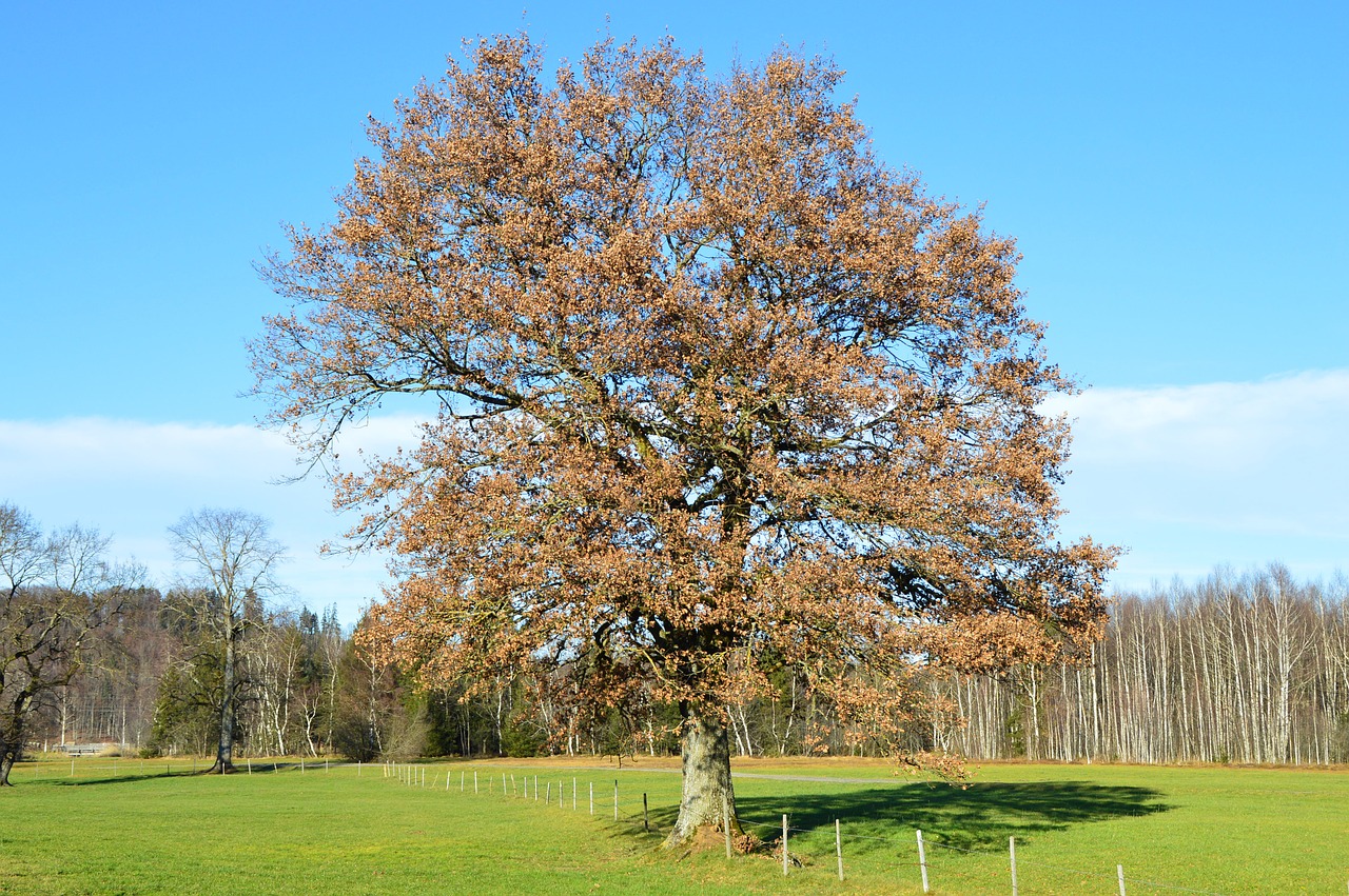 oak winter green free photo