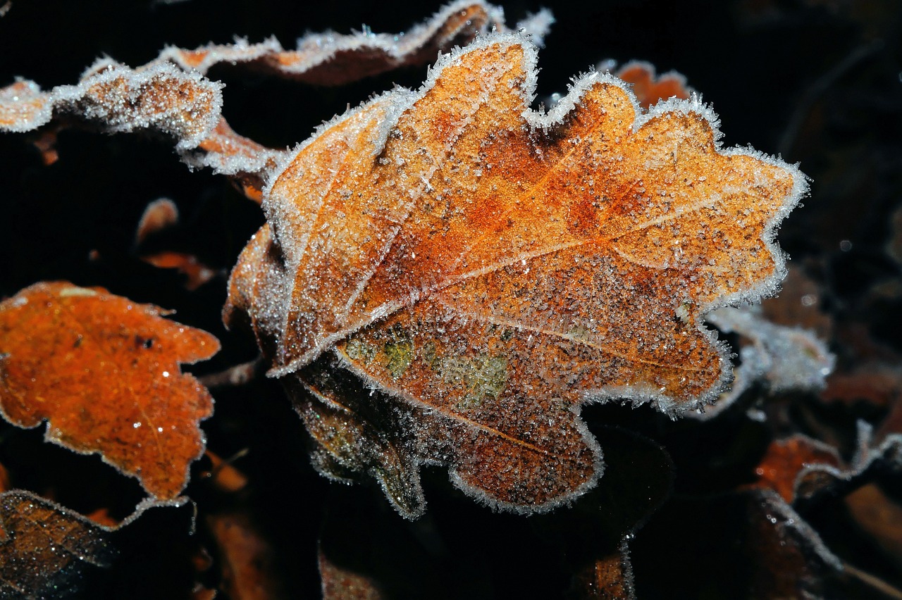 oak leaf leaves free photo