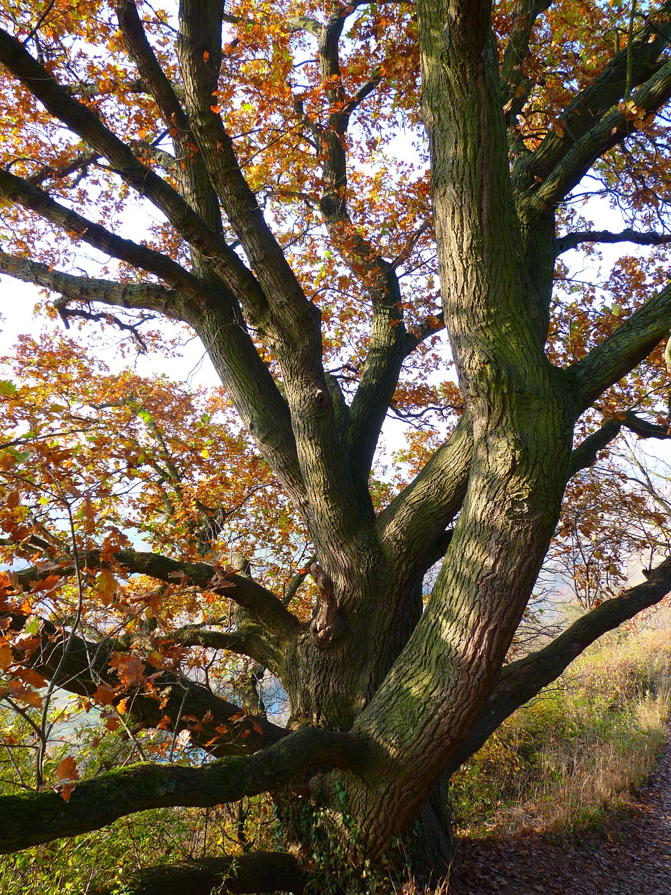 oak tree autumn free photo