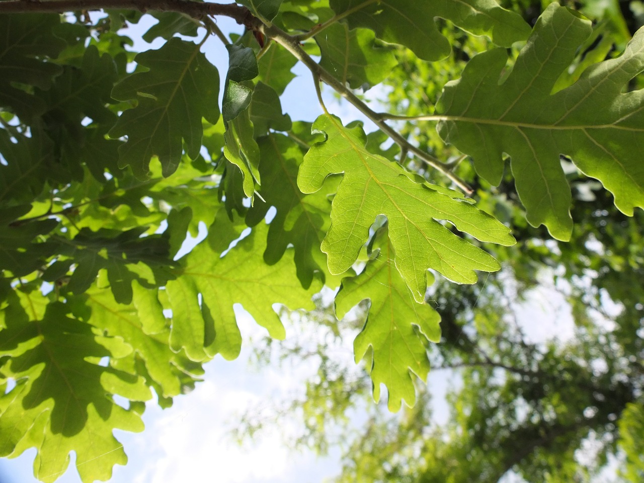 oak leaves green free photo