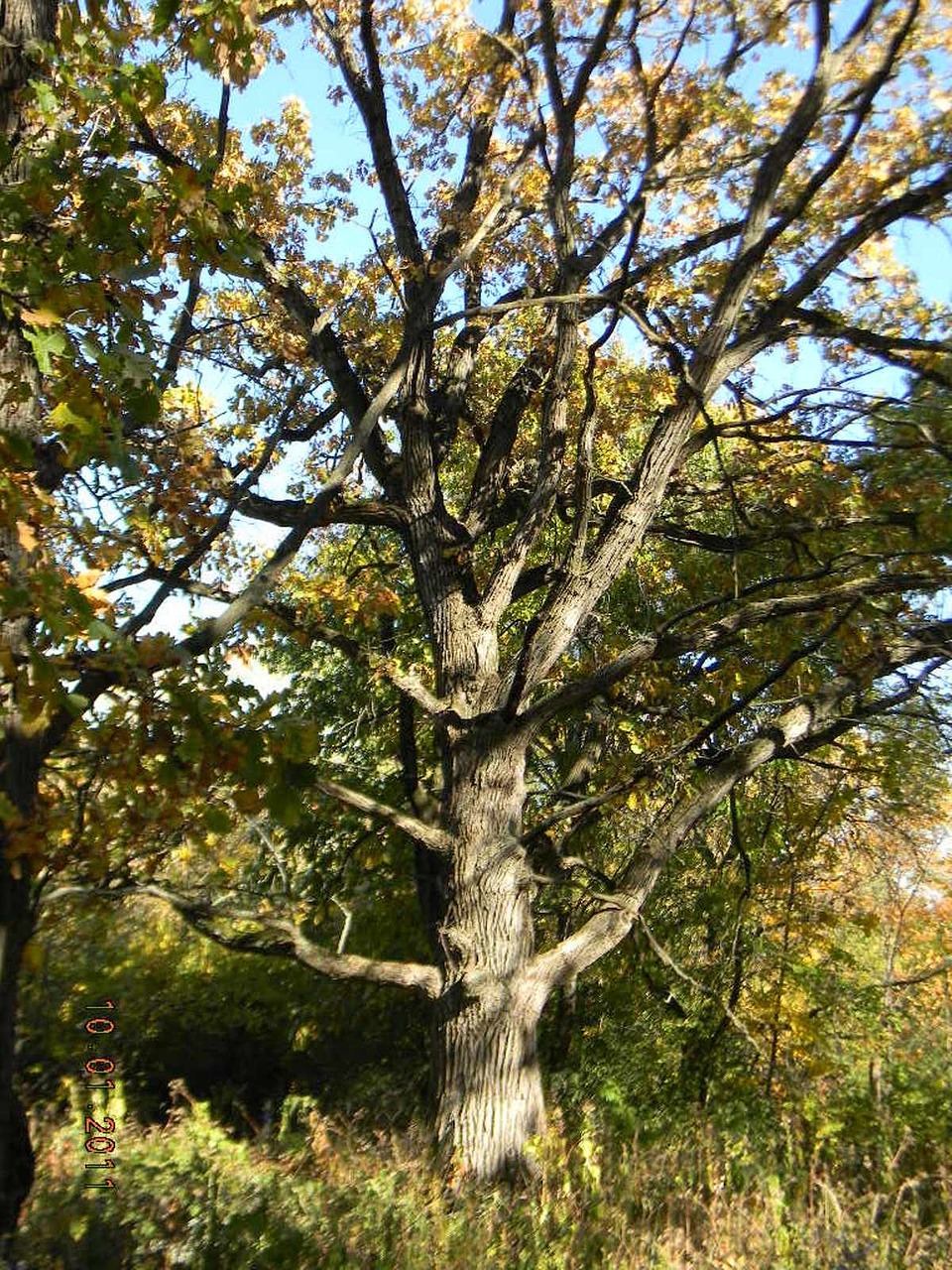 oak tree trees free photo