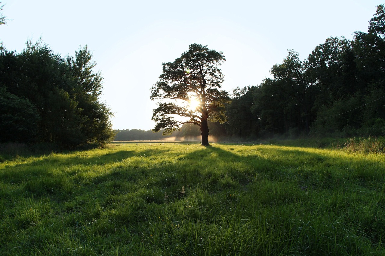 oak west light free photo