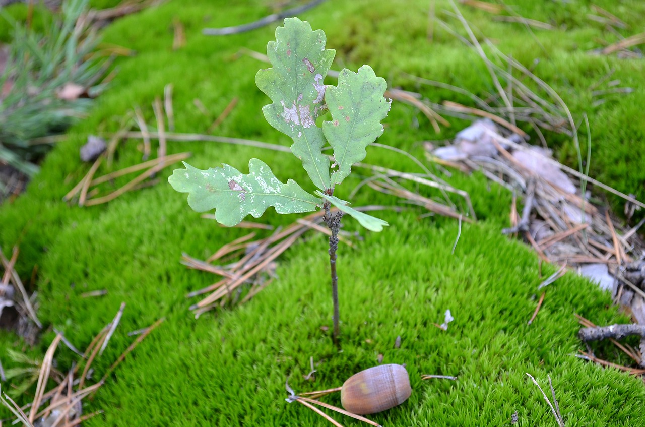 oak moss acorn free photo