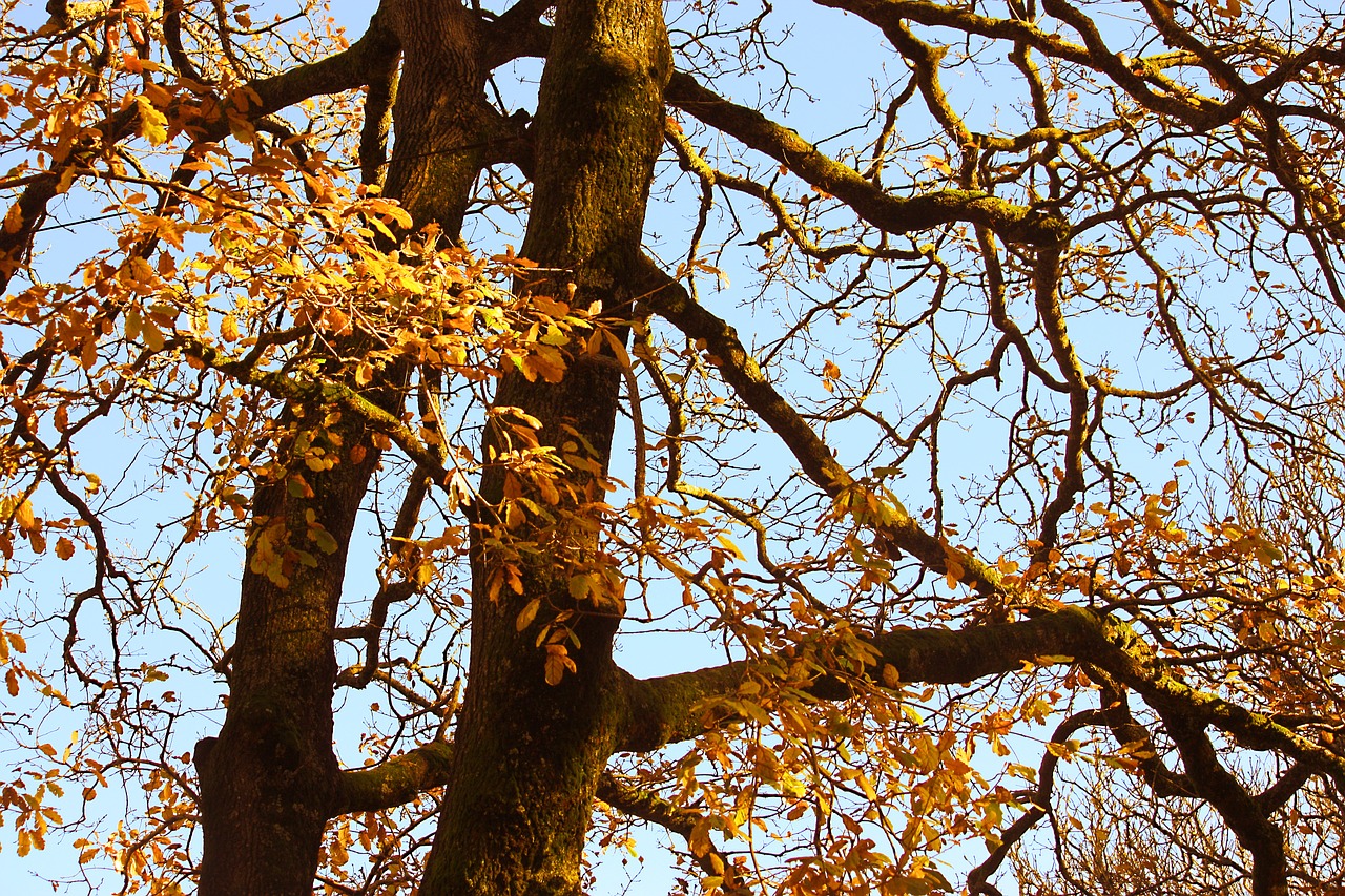 oak tree autumn free photo