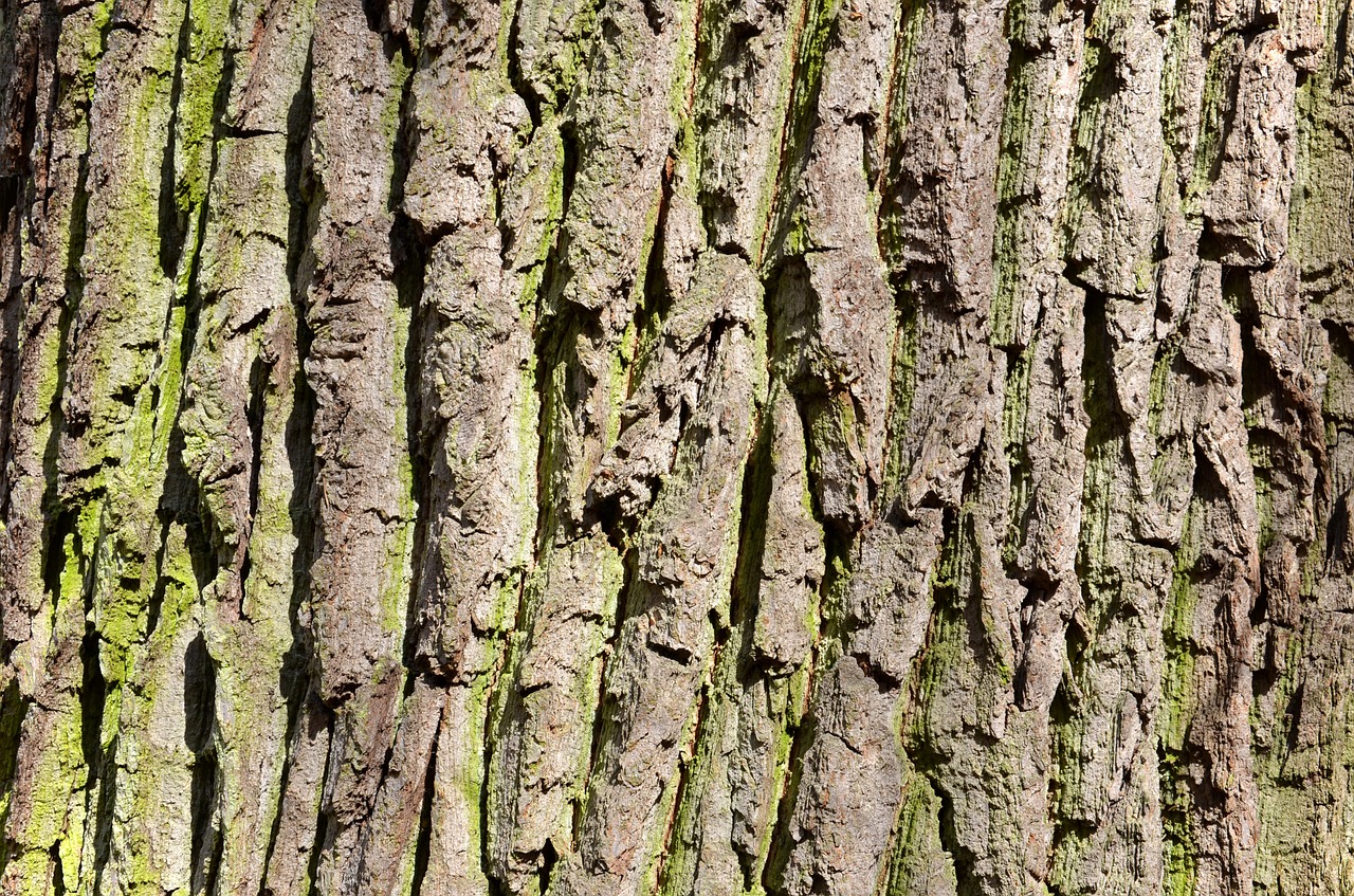 oak old tree the bark of the tree free photo