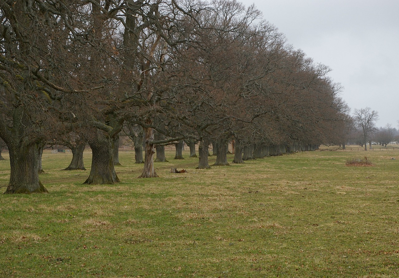 oak oak trees tree free photo