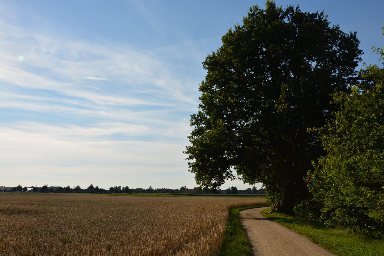 oak wheat field path free photo