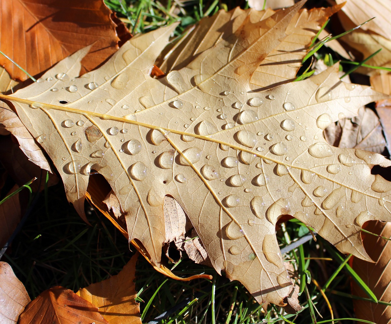 oak leaf rain free photo