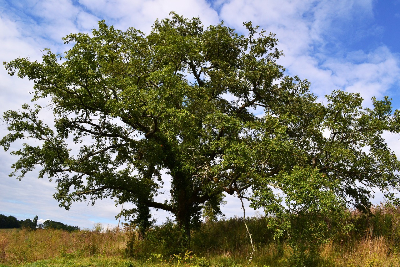 oak tree nature free photo