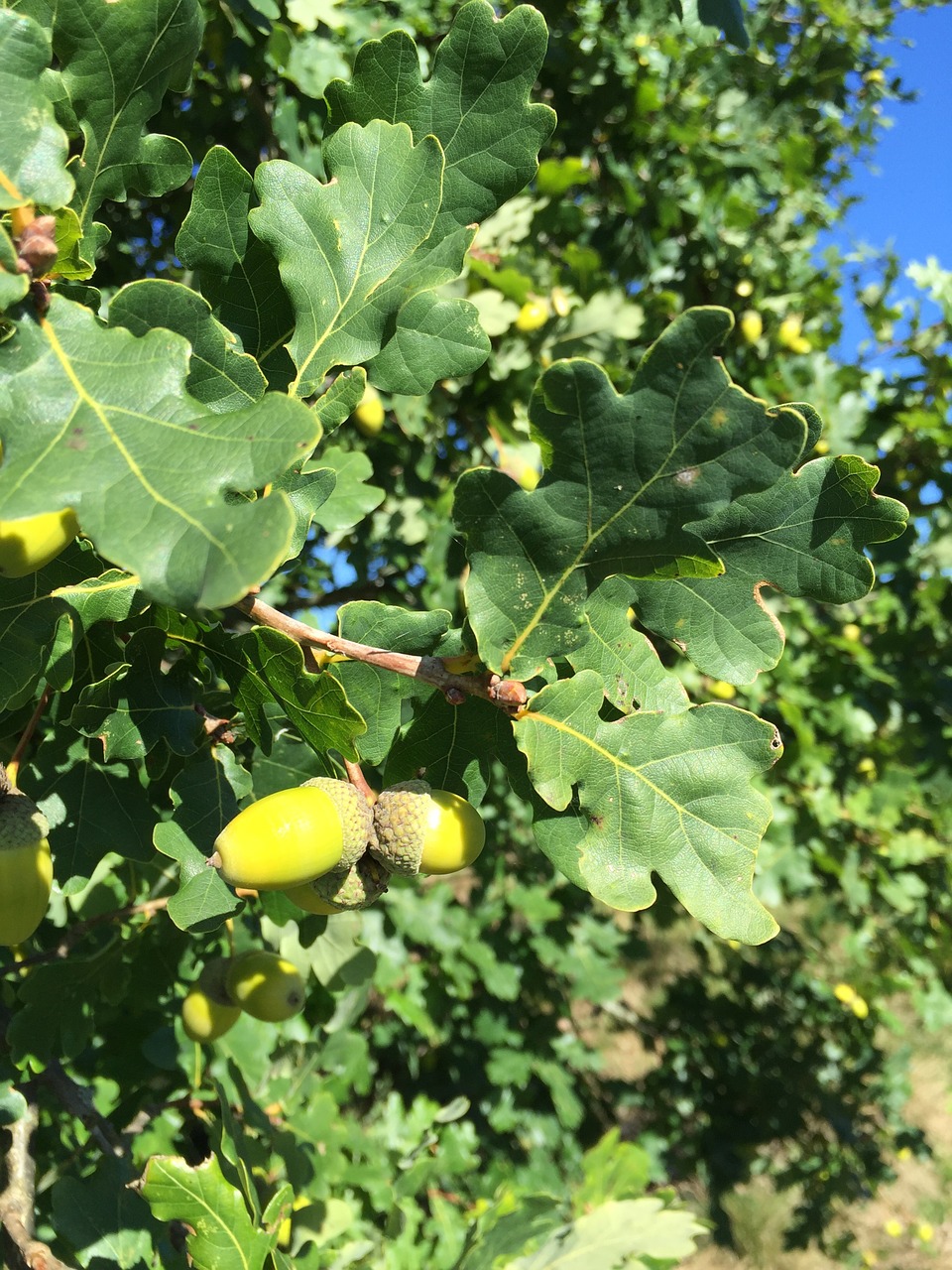 oak tree nature free photo