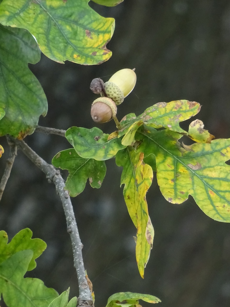 oak acorn leaf free photo