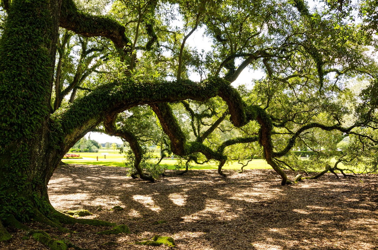 oak alley plantation usa america free photo