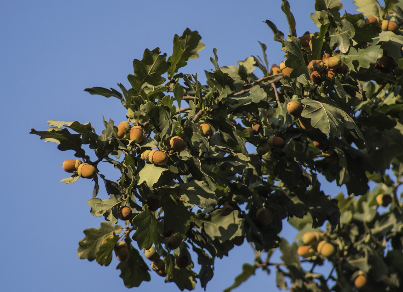 oak branch  acorns  leaves free photo